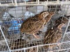3 Jumbo Wilds Quail - 8wks Old