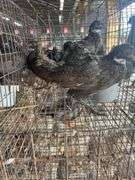 3 Melanistic Ringneck Pheasants w/ Permit