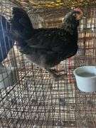 Olive Egger Cockerel