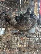 3 Melanistic Ringneck Pheasants w/ Permit