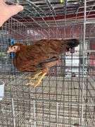 Young Red Hen