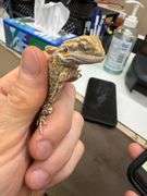 Baby Bearded Dragon w/ Eye Issue - Eating Crickets & Dubia Roaches
