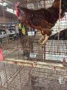 Rhode Island Red Rooster - Mean