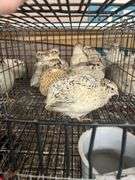7 Italian Coturnix Quail - 5 Wks Old