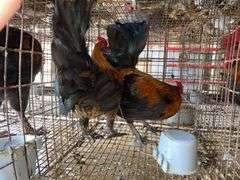 2 Banty Roosters