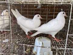 2 White Pigeons