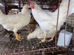 3 Leghorn Pullets