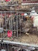 3 Cream Legbar Hens & 1 White Legbar Rooster