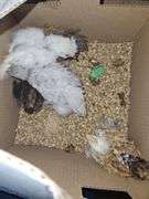 4 Cochin Banties & 1 Paint Silkie - 4 Wks Old