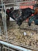 2 Roosters - 5 Mos Old