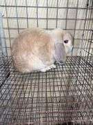 Holland Lop Buck - 1 Yr Old - Litter Box Trained - Was Free Roaming - Very Friendly