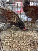 2 Easter Egger Roosters