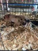 Gilt Mini Pot Belly Pig - 6 Wks Old