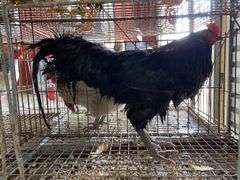 Ameraucana Rooster