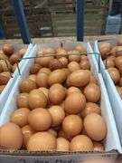 9 Doz Med Brown Eating Eggs