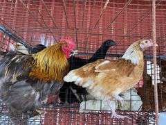 Pair Cochins