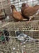 Pair Roller Pigeons