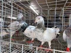 3 Tippler Pigeons