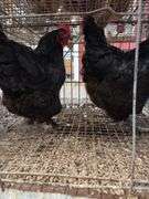 2 Black Australorp Hens