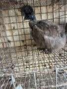 Partridge Show Girl Laying Hen - 6 Months Old