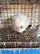 Paint Silkie Pullet