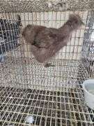 Chocolate Silkie Laying Hen