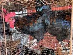 2 Maran Cross Roosters