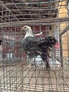 Silver Duckwing Layer Hen - 7wks Old - Has A Hurt Leg