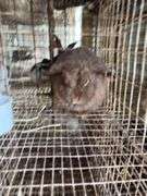 Mini Lop Doe