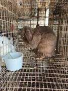 Mini Lop Doe