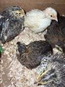 8 Celadon Mix Coturnix Quail - 2.5 Wks Old