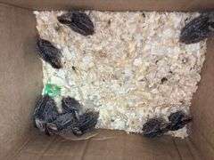 10 Bobwhite Quail - 2 Wks Old w/ Permit