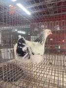 Light Brahma Chicken