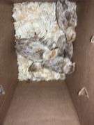 5 Bourbon Red Turkey Poults