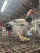 Light Brahma Chicken