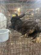 Proven Silver Fox Buck