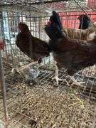 4 Barnyard Mix Roosters