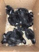 11 Diamond Dutchess Pullets