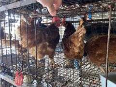 3 Isa Brown Hens