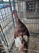 Heritage Bourbon Red Tom Turkey - 1 Yr Old