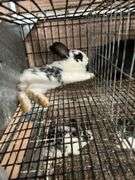 White & Black Bunny