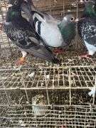 3 Homing Pigeons