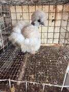 Showgirl Laying Hen