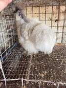Showgirl Laying Hen