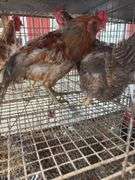 Pair Chickens