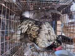 Satin Silkie