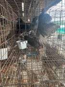 2 Melanistic Ringneck Pheasants w/ Permit
