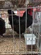 2 Black Australorp Hens