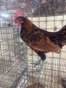 Seabright Rooster