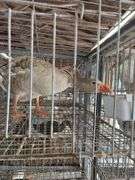 Toulouse Hen Goose - 2 Yrs Old